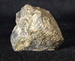Syringothyris cf. cuspidata (MARTIN 1796) - Bild © FossNet FossilienStore